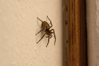 Araignée domestique posée sur un mur blanc près d'une fenêtre en bois le soir dans une maison