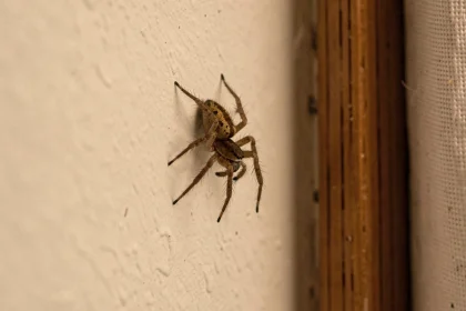 Araignée domestique posée sur un mur blanc près d'une fenêtre en bois le soir dans une maison