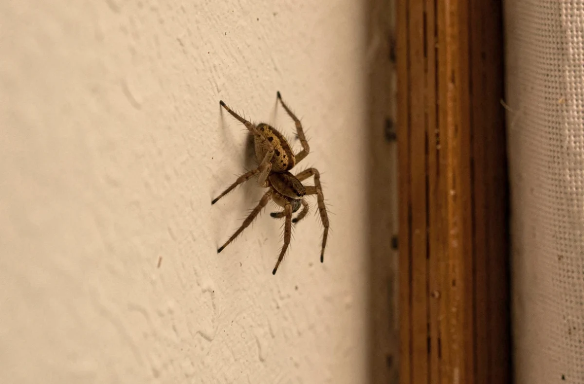Araignée domestique posée sur un mur blanc près d'une fenêtre en bois le soir dans une maison
